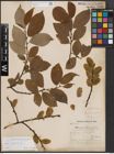 Foto von Salix caprea L.
